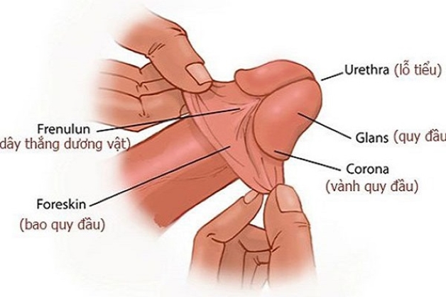 Bao quy đầu là gì?